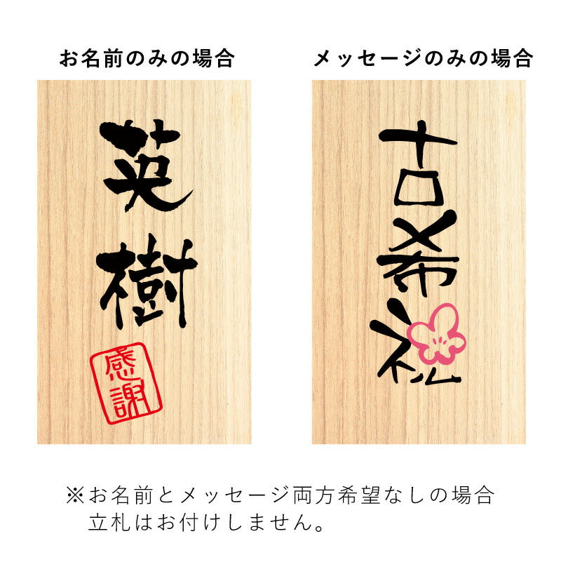長寿ベア 紫