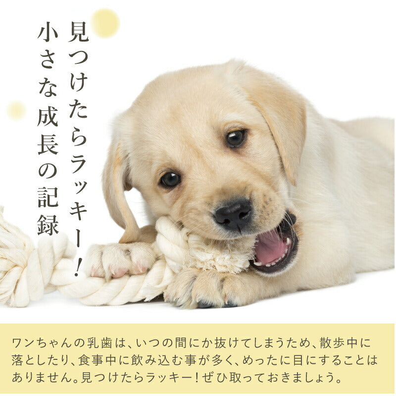 ワンコの乳歯・爪 ケース