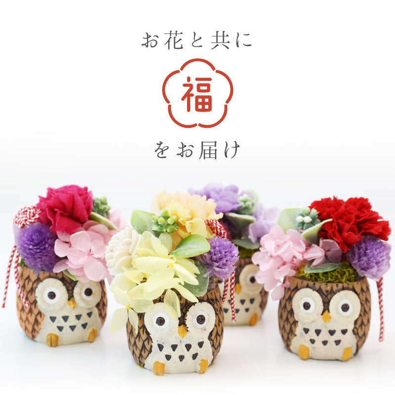 長寿 ふくろう プリザペア