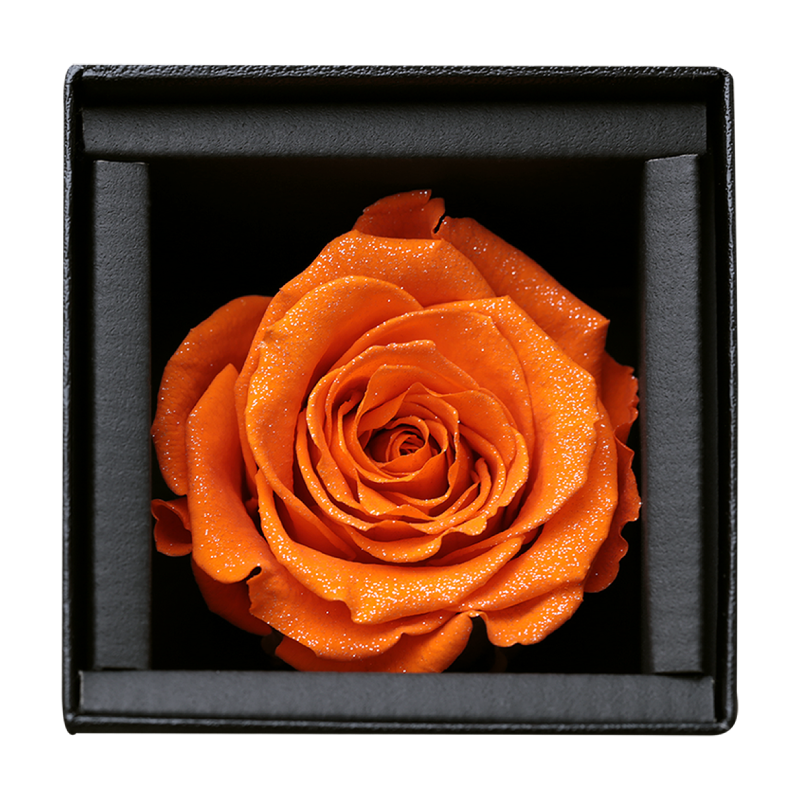 アモローサ - AMOROSA -