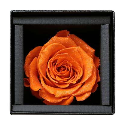 アモローサ - AMOROSA -