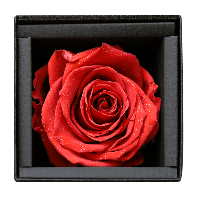 アモローサ - AMOROSA -