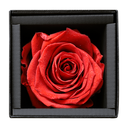 アモローサ - AMOROSA -