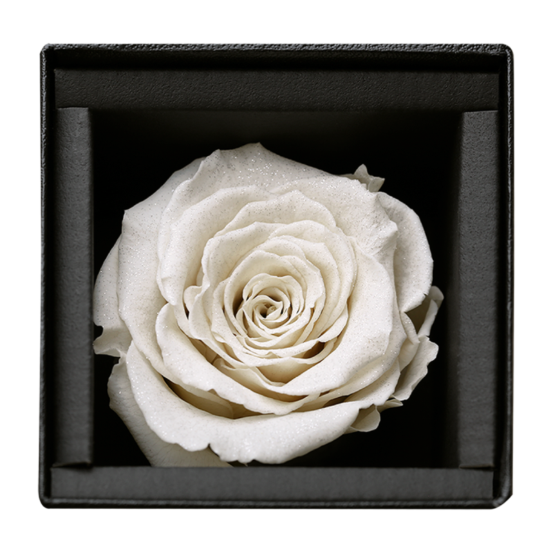 アモローサ - AMOROSA -