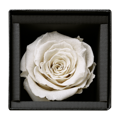 アモローサ - AMOROSA -