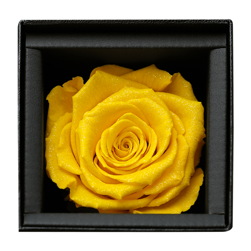 アモローサ - AMOROSA -