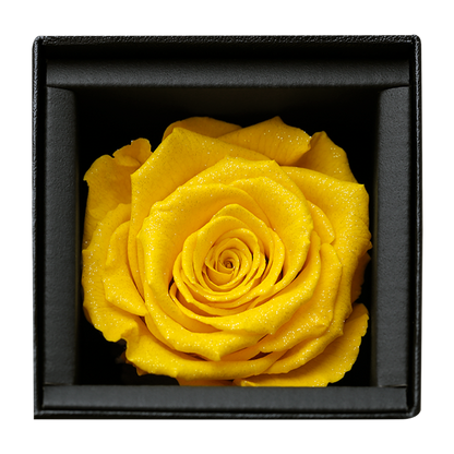 アモローサ - AMOROSA -