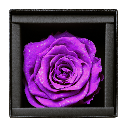 アモローサ - AMOROSA -