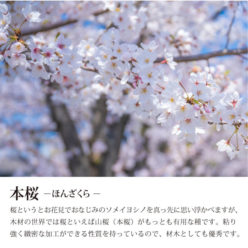 桜の喧嘩札 【5営業日出荷】